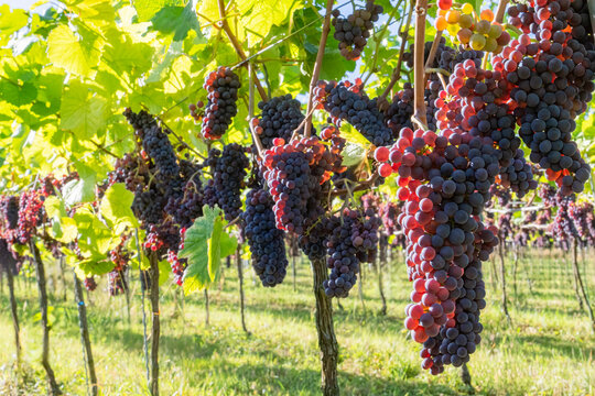 Sunlight Passes through Spatburgunder Grapes Ready for Harrvest