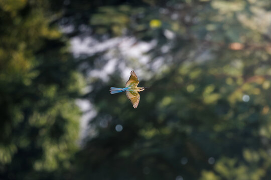 stunning bee-eater bird glides effortlessly in mid-air, striking turquoise tail and golden-green wings, it flies against softly blurred background of lush green foliage and dappled sunlight