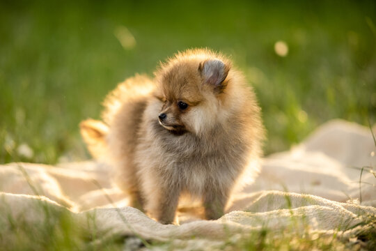 Fluffy sable Pomeranian spitz puppy standing on a blanket outdoors in a sunny park at sunset.