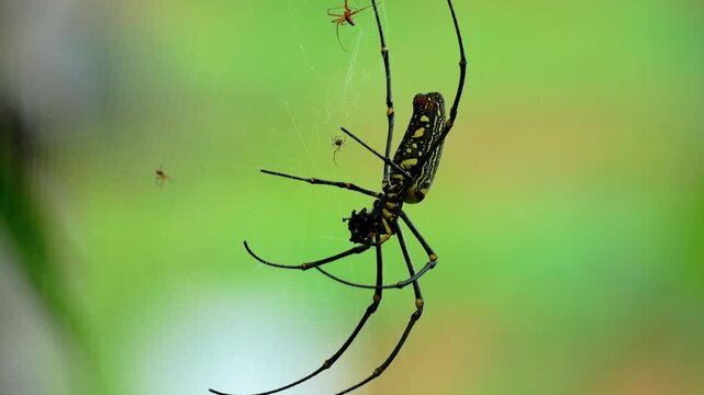 Macro footage of a giant golden silk orb weaver spider hanging on its web in the forest against a blurred green background, showing smaller male spiders and prey during a sunny day.