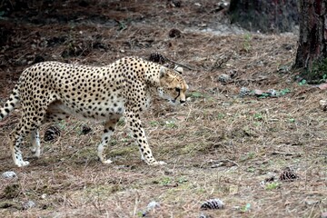 guépard © schoefolt