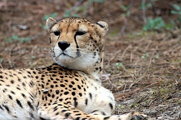 guépard © schoefolt