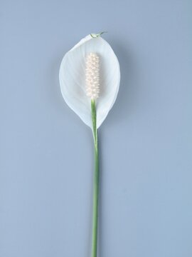 Beautiful white peace lily flower with green stem isolated on grey background. Elegant close-up shot for botanical designs, minimalist interiors, web banners, and commercial microstock projects