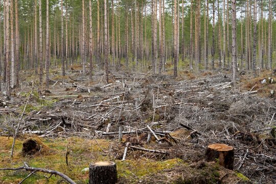 Excessive tree felling leaves forests denuded, potentially damaging nature and the surrounding environment.