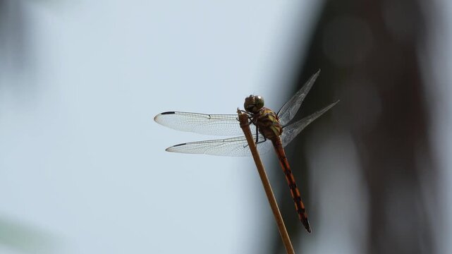 Macro shot of a dragonfly with intricate transparent wings perching on a thin dry twig against a soft bokeh background, detailed view of insect wildlife in its natural habitat during daytime.