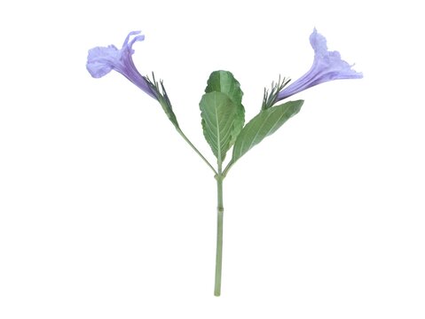 Two beautiful purple minnieroot or ruellia tuberosa flowers with green leaves isolated on white background. Perfect for botanical designs, web banners, and commercial microstock projects