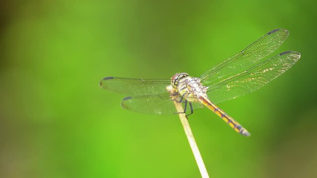 Macro video of a colorful dragonfly perched on a thin dry twig against a lush blurred green meadow background, capturing the intricate details of its transparent wings and body in nature.