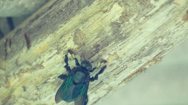 Extreme close up of a shiny metallic blue carpenter bee crawling on a dry weathered wooden branch in the garden, showing intricate details of its iridescent wings and fuzzy body in nature.