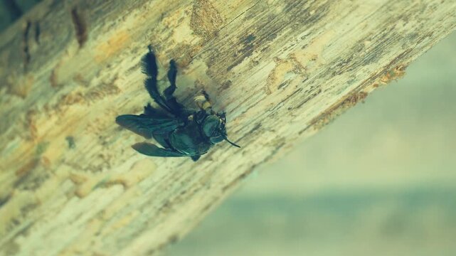 Macro view of a large black carpenter bee resting on a weathered wooden beam, showing detailed iridescent wings and fuzzy body texture in a natural outdoor garden setting during the day.