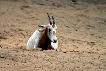 antilope © schoefolt