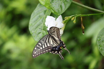 A swallowtail butterfly sipping nectar from a white flower in the rain © Mt. Cape
