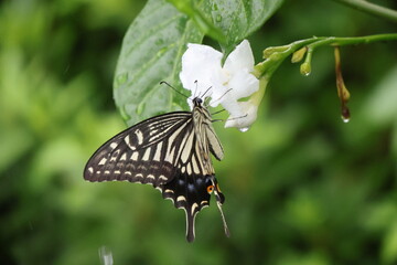 A swallowtail butterfly sipping nectar from a white flower in the rain © Mt. Cape