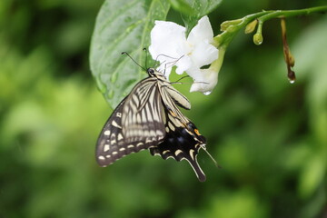 A swallowtail butterfly sipping nectar from a white flower in the rain © Mt. Cape