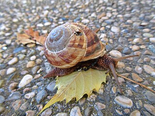 Roman snail gliding over fallen autumn leaf on gravel path. © Newbury Images