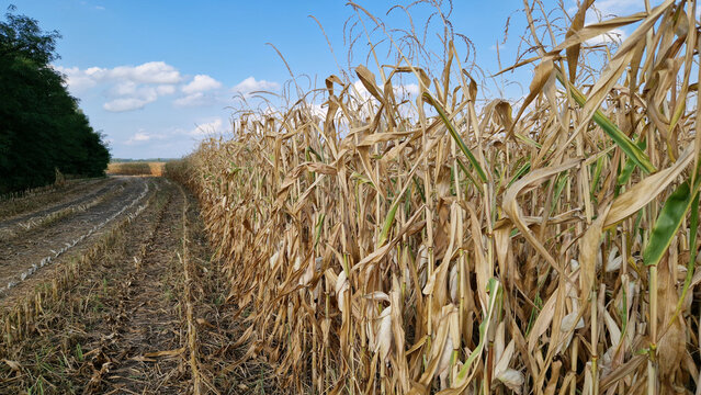 Ripe corn field in autumn before harvest. Rows of dry yellow corn ready for harvesting in a farm field next to a dirt road. Agricultural land during autumn field work. Fodder, grain corn