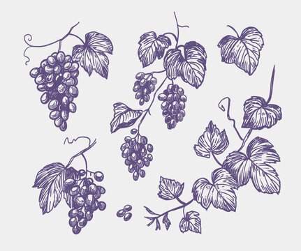 Grape sketch set with grape bunches, vine branches, leaves, Isolated vector illustrations in engraving style.