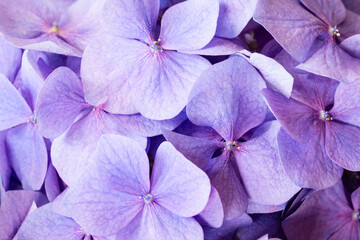 Close-up of purple hydrangea flowers in bloom © Anastasiia