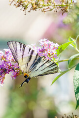 Striped swallowtail butterfly on purple flowers © Anastasiia