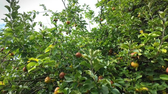Huge old apple tree with fruit turning rotten on the branches.