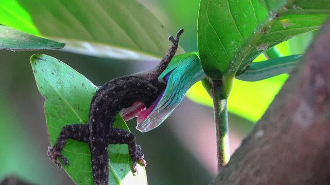 Dramatic close up of a vibrant green snake preying on a gecko among lush tropical leaves, capturing the raw nature of reptile predation and wildlife survival in the rainforest ecosystem