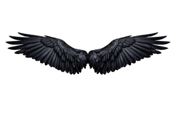 Obraz premium Majestic black angel wings spread