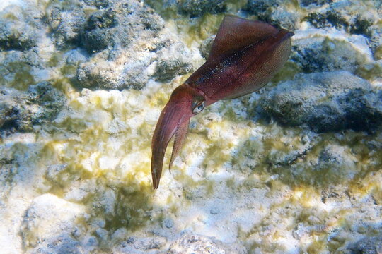 Caribbean Reef Squid Portrait Underwater