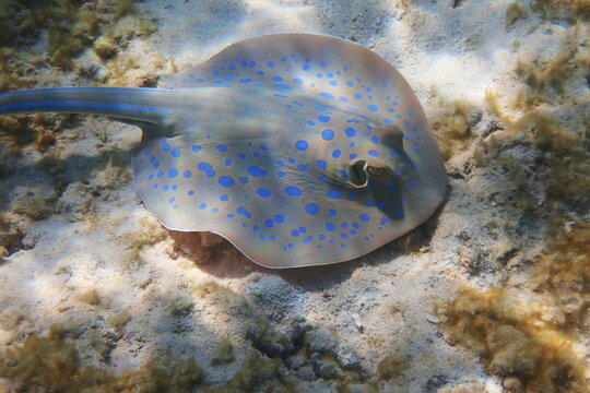 Bluespotted Ribbontail Ray Resting Sandy Seabed