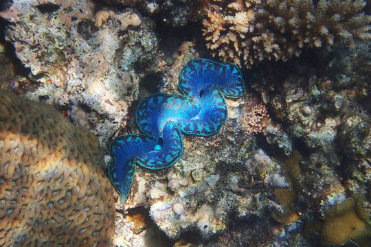 Vibrant Blue Giant Clam Coral Reef Ecosystem