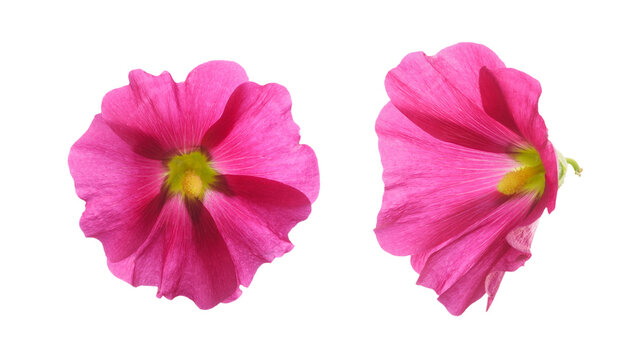 Set of pink Mallow flowers isolated on white or transparent background
