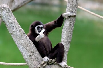 Fototapeta premium gibbon
