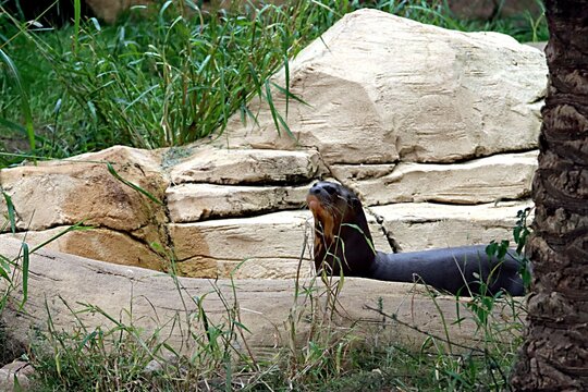 loutre