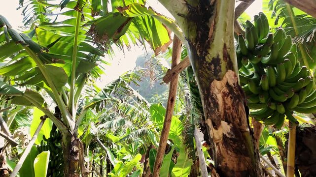 Dense banana trees filled with vibrant green fruit and sturdy trunks thrive in intense sunlight, creating a lush, tropical atmosphere. Wide angle shot ideal for agriculture footage.