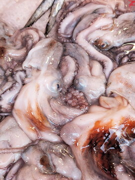 Fresh Octopus Pile Fish Market
