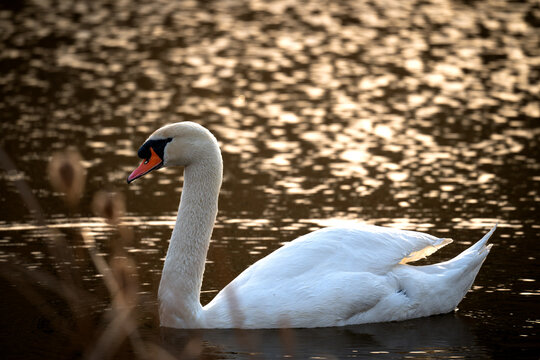 mute swan cygnus olor