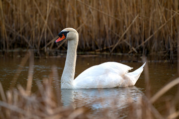 white swan on the lake © 颂 郭