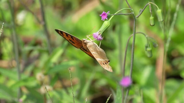 Beautiful brown butterfly with distinctive eyespots feeding on nectar from a small purple wildflower in a sunny green meadow, macro close up shot of insect pollination in a natural garden.
