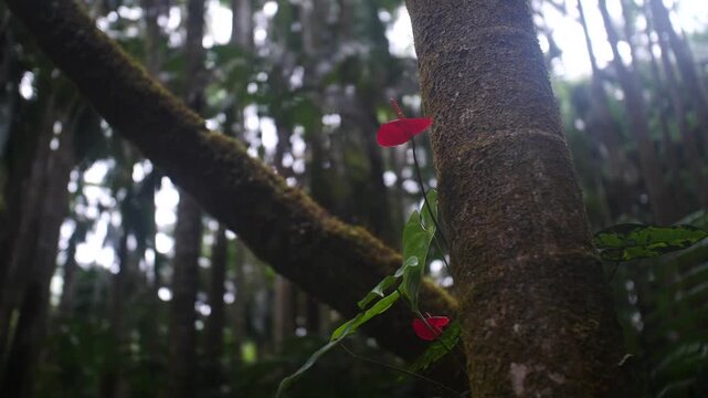 Vibrant Red Anthurium Flower Growing Next to a Mossy Tree Trunk in a Lush Tropical Rain Forest