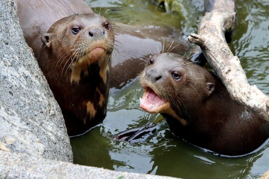 loutre