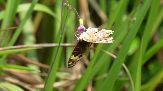 Macro shot of a beautiful Junonia butterfly with distinct eyespots and vibrant patterns feeding on a delicate purple wildflower in a lush green meadow, capturing the essence of nature and wildlife.