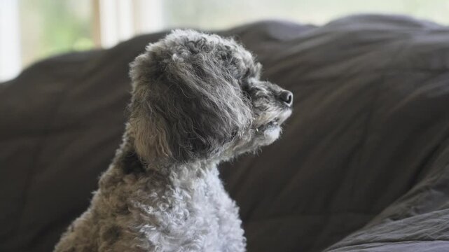 A small dog in slow motion looking at a nearby animal outside.