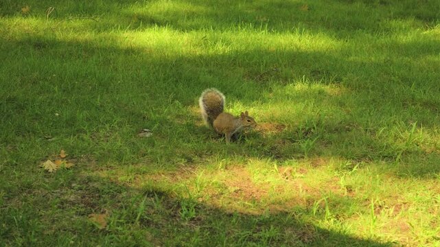 An eager squirrel rummages around in the grass.