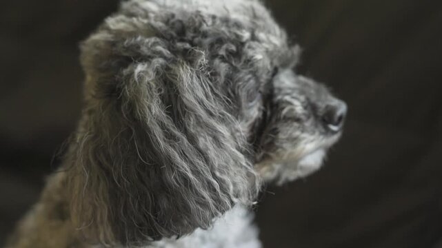 A side profile look of a posing dog during a lazy day.