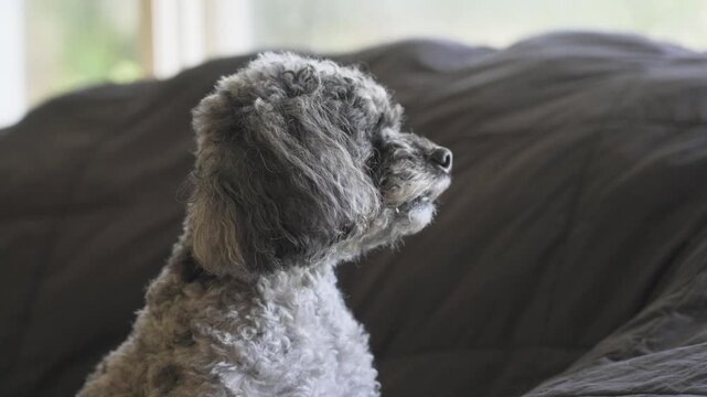 A fluffy senior dog stares out the nearby window.