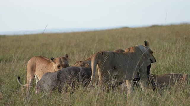 Adult Lioness Eating Buffalo Meat Alongside Other Lions, African Predator Wildlife, Natural Feeding Behavior, Safari Savannah Environment, Powerful Carnivore Family Scene, Nature Documentary Footage