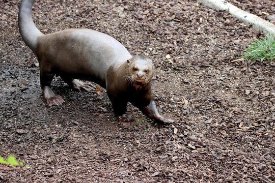loutre