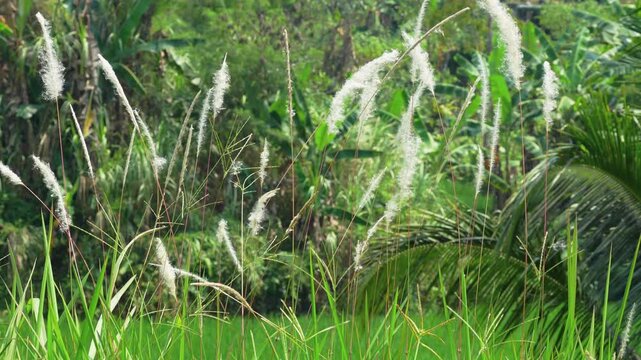 Beautiful white feathery cogon grass flowers swaying gently in the wind against a lush tropical green forest background, serene natural landscape with wild plants in a bright sunny day environment.