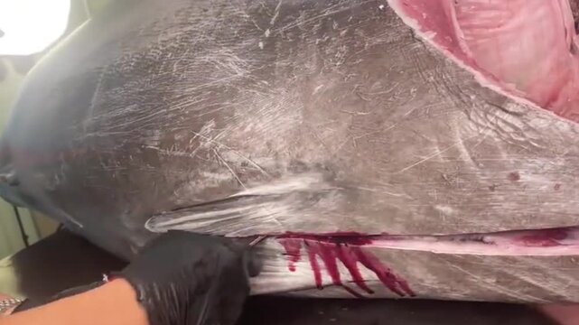 Butcher cutting huge fresh tuna fish with sharp long knife