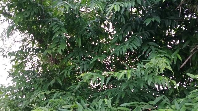 Lush green tree with natural peacock call sound in the background 