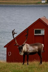 Majestic reindeer with large antlers standing near a traditional red wooden house by the water © Tetiana Filianina