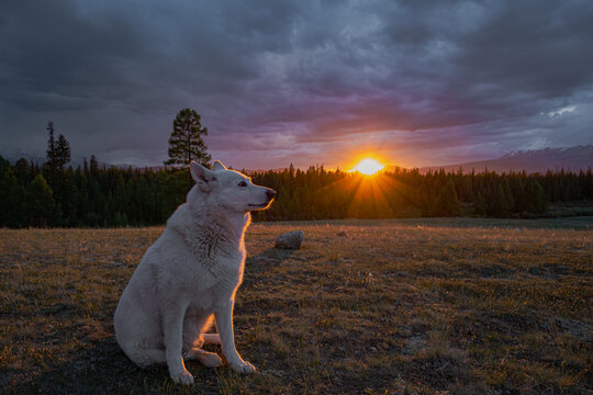 Beautiful white dog sitting on a grassy highland meadow looking at a majestic mountain sunset with sunbeams, pet travel concept